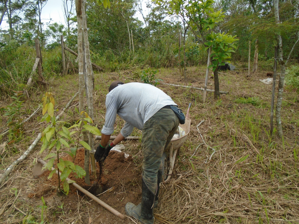 Os Benefícios do Plantio de Mudas de Árvores Nativas O plantio de mudas de árvores nativas traz diversos benefícios para o meio ambiente e para as pessoas. Entre os principais benefícios, podemos destacar: