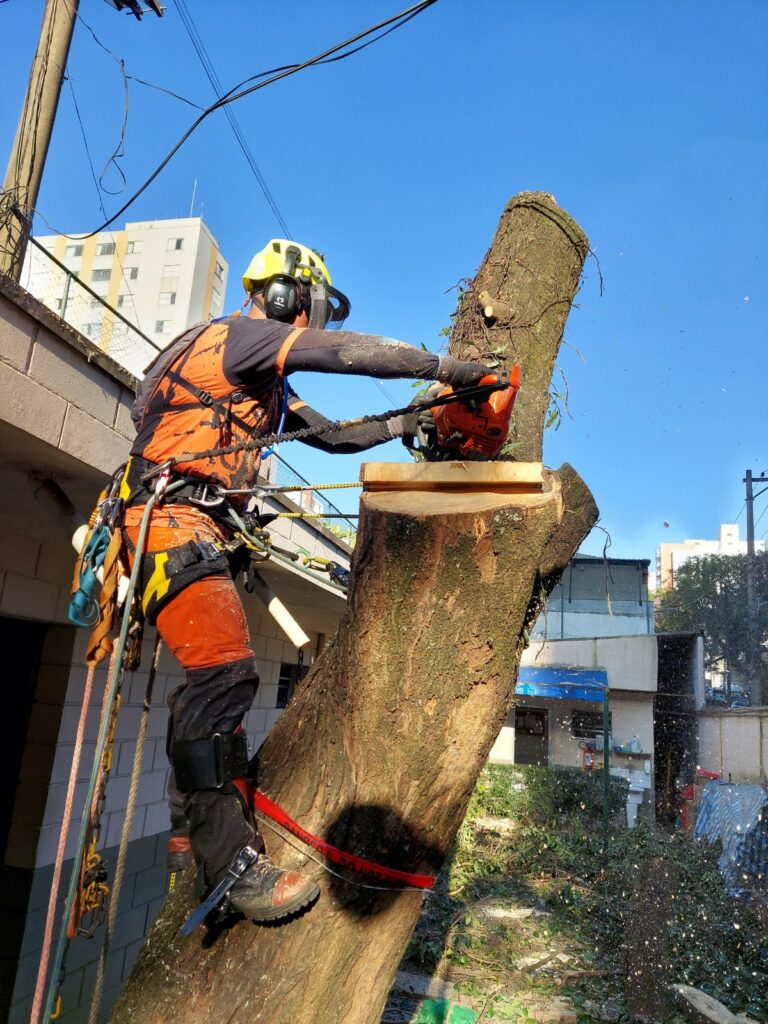 Remoção de árvores em terreno particular