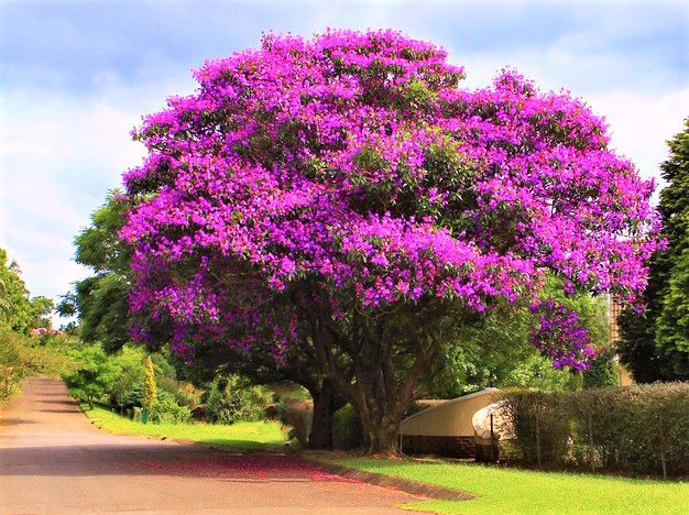 4- Quaresmeira (Tibouchina granulosa): A quaresmeira encanta com sua floração exuberante em tons de rosa e roxo. Essa árvore de médio porte é resistente à poluição e se adapta bem ao clima urbano.