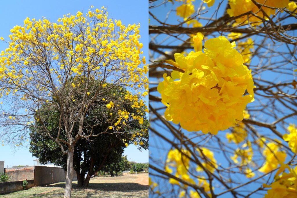 5- Ipê-amarelo (Tabebuia sp.): Símbolo do Brasil, o ipê-amarelo colore a cidade com suas flores douradas no final do inverno. É uma árvore de grande porte, ideal para calçadas mais largas.