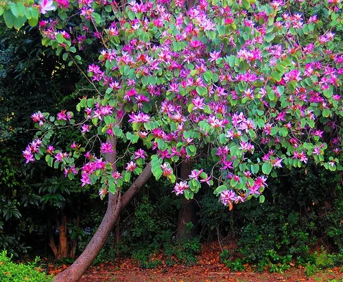 3- Pata-de-vaca (Bauhinia forficata): Conhecida por suas propriedades medicinais, a pata-de-vaca possui flores delicadas e folhas em formato de casco de vaca. É uma ótima opção para quem busca uma árvore ornamental e funcional.