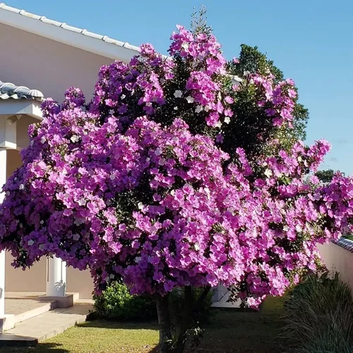 6- Manacá da Serra (Tibouchina mutabilis): Essa árvore nativa da Mata Atlântica oferece um espetáculo único: suas flores mudam de cor, passando do branco ao rosa e, finalmente, ao roxo. É uma excelente opção para quem busca uma árvore ornamental e exótica.