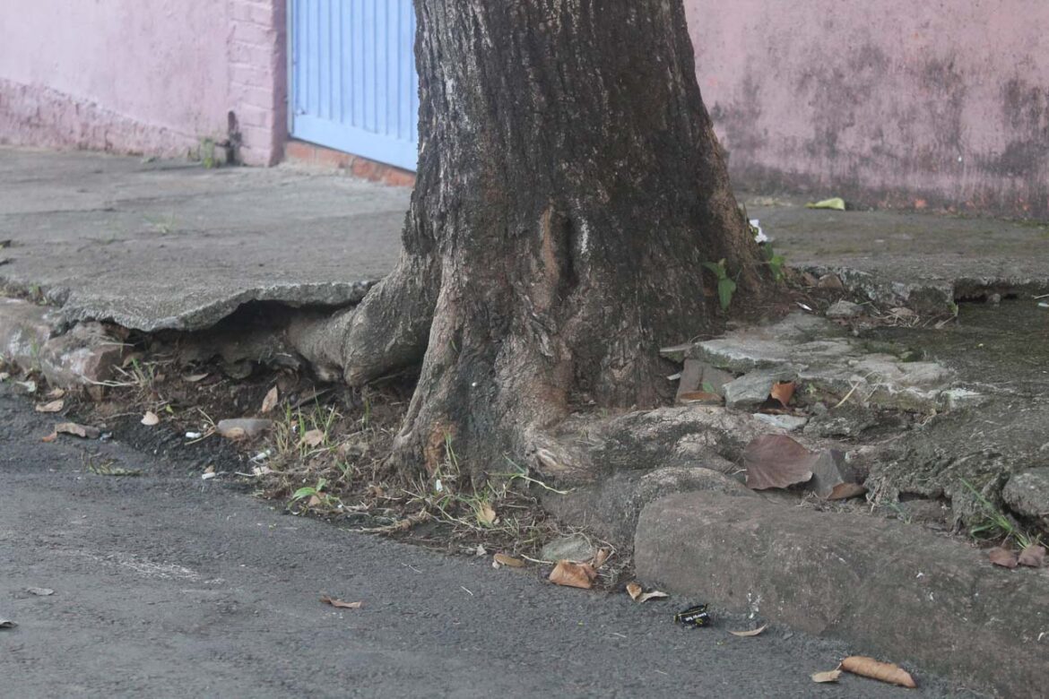 Sua Árvore Está Rasgando a Calçada? Por que acontece?