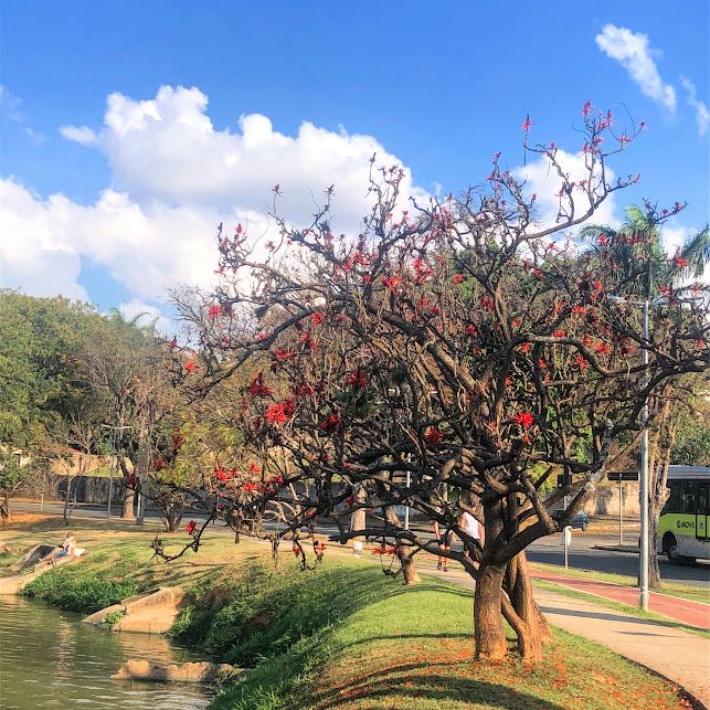 2- Candelabro (Erythrina speciosa): Com suas flores vermelhas vibrantes, o candelabro é um verdadeiro espetáculo da natureza. Essa árvore de pequeno porte é ideal para calçadas estreitas.