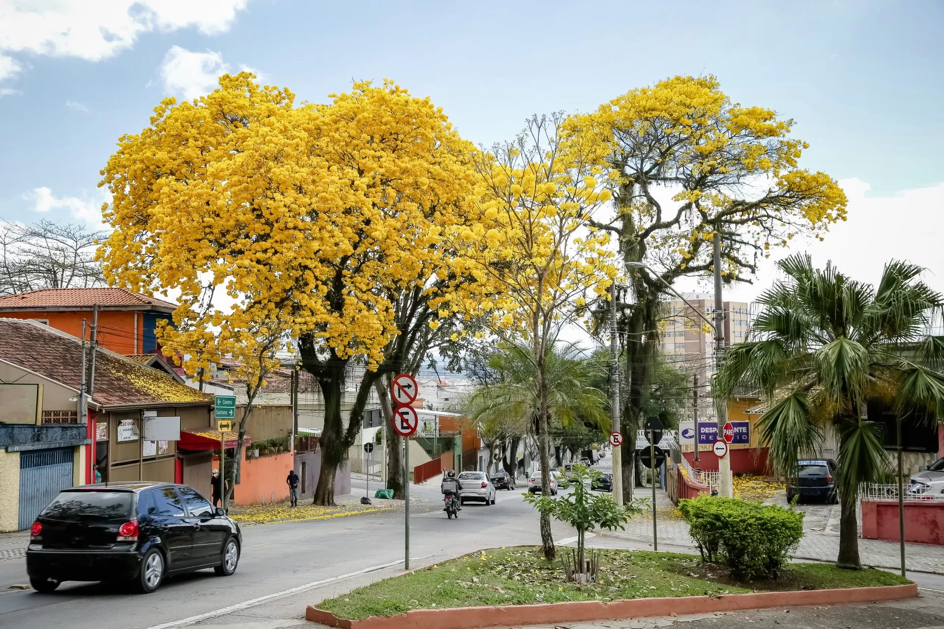 Se houver dúvidas sobre riscos de queda, raízes agressivas ou compatibilidade com o espaço, a contratação de uma empresa de avaliação de risco de quedas de árvores ou de manejo e remanejo arbóreo é o caminho mais seguro.