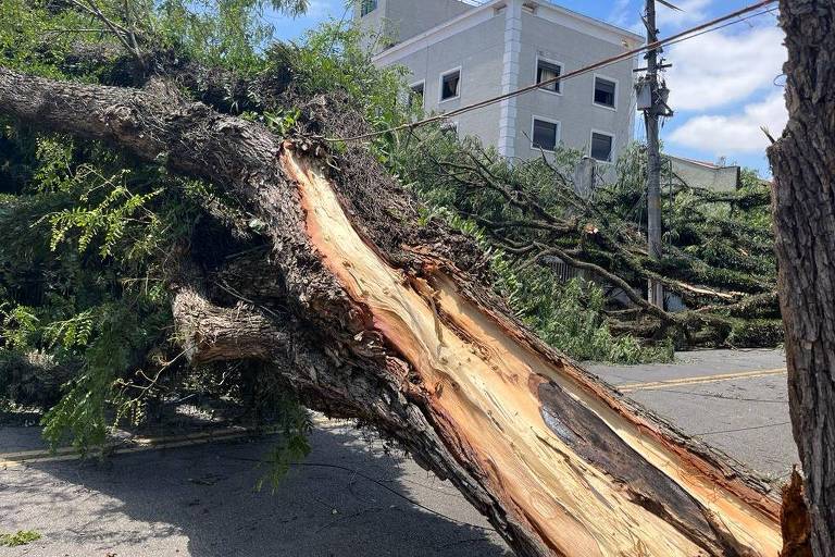 Eventos Climáticos Extremos: Como Evitar Quedas de Árvore Eventos climáticos extremos, como tempestades com ventos fortes e chuvas intensas, aumentam consideravelmente o risco de queda de árvores.