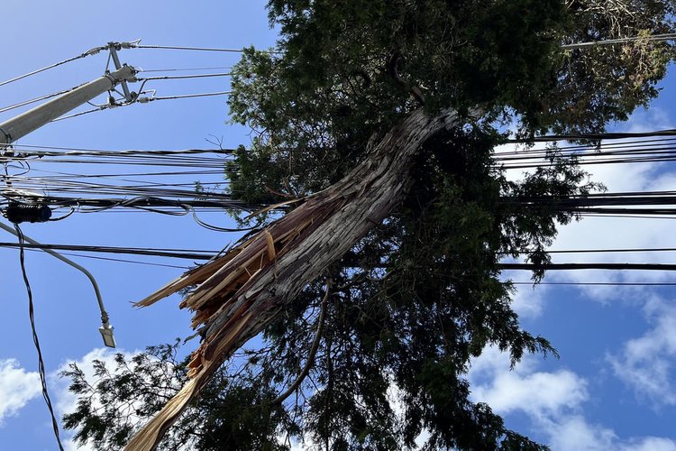 A poda arbórea próxima a fios e postes é essencial para evitar esse tipo de problema e garantir que a energia elétrica chegue até a sua casa sem interrupções.