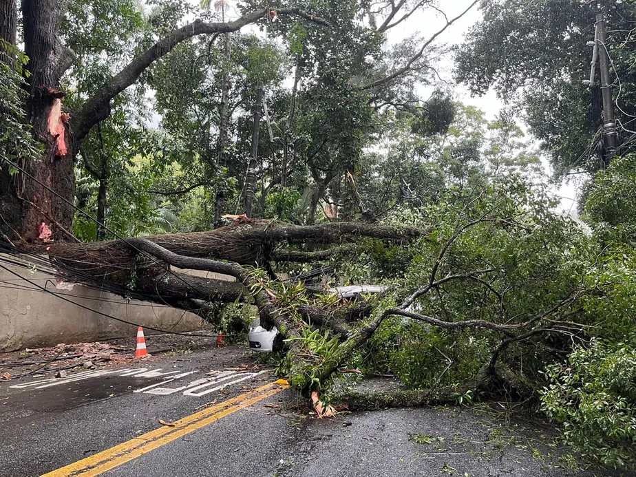 Fique atento a inclinação excessiva do tronco, rachaduras profundas na casca, presença de fungos, raízes expostas e galhos secos ou quebrados. Se observar algum desses sinais, especialmente após eventos climáticos extremos, procure um profissional.