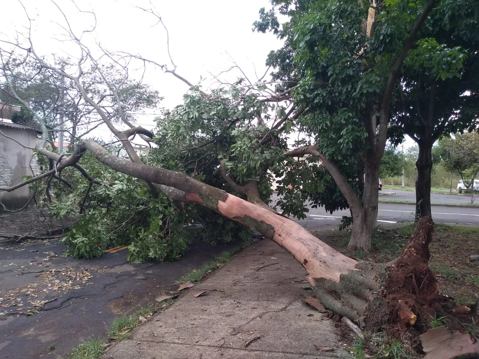 Imagine a cena: um temporal fortíssimo castiga a cidade, o vento uiva e, de repente, você ouve um estalo ameaçador. Uma árvore gigante, outrora imponente, tomba sobre um carro, bloqueando a rua. É um pesadelo que, infelizmente, se torna realidade com frequência durante eventos climáticos extremos. Mas como podemos evitar tragédias como essa?