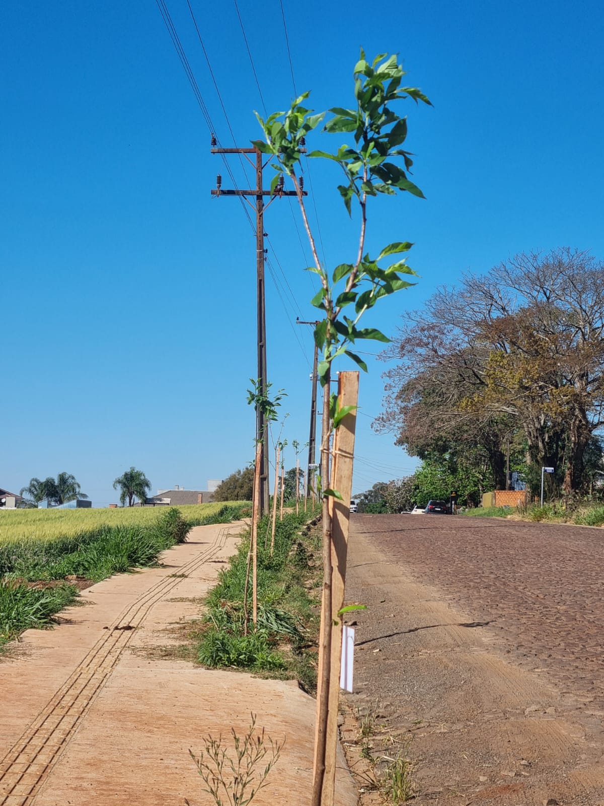 -Elaboração do Projeto de Plantio: Um croqui indicativo dos pontos de plantio deve ser apresentado, juntamente com a lista de espécies sugeridas.