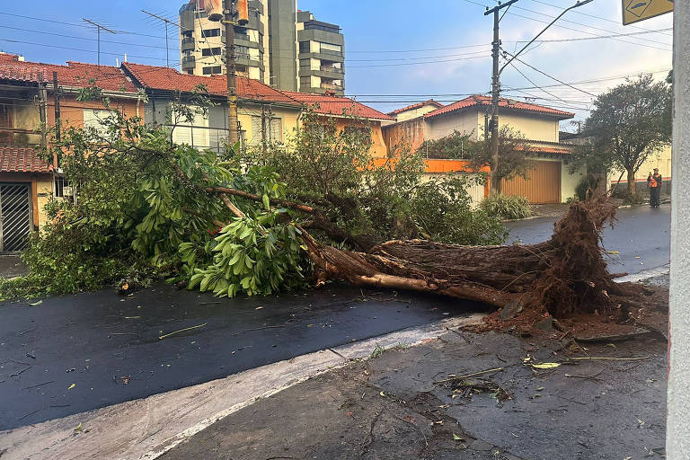 As enchentes urbanas representam uma ameaça significativa não apenas à infraestrutura das cidades, mas também à integridade das árvores que compõem o ambiente urbano. Entender como esses eventos podem levar à queda de árvores é essencial para a adoção de medidas preventivas eficazes.​