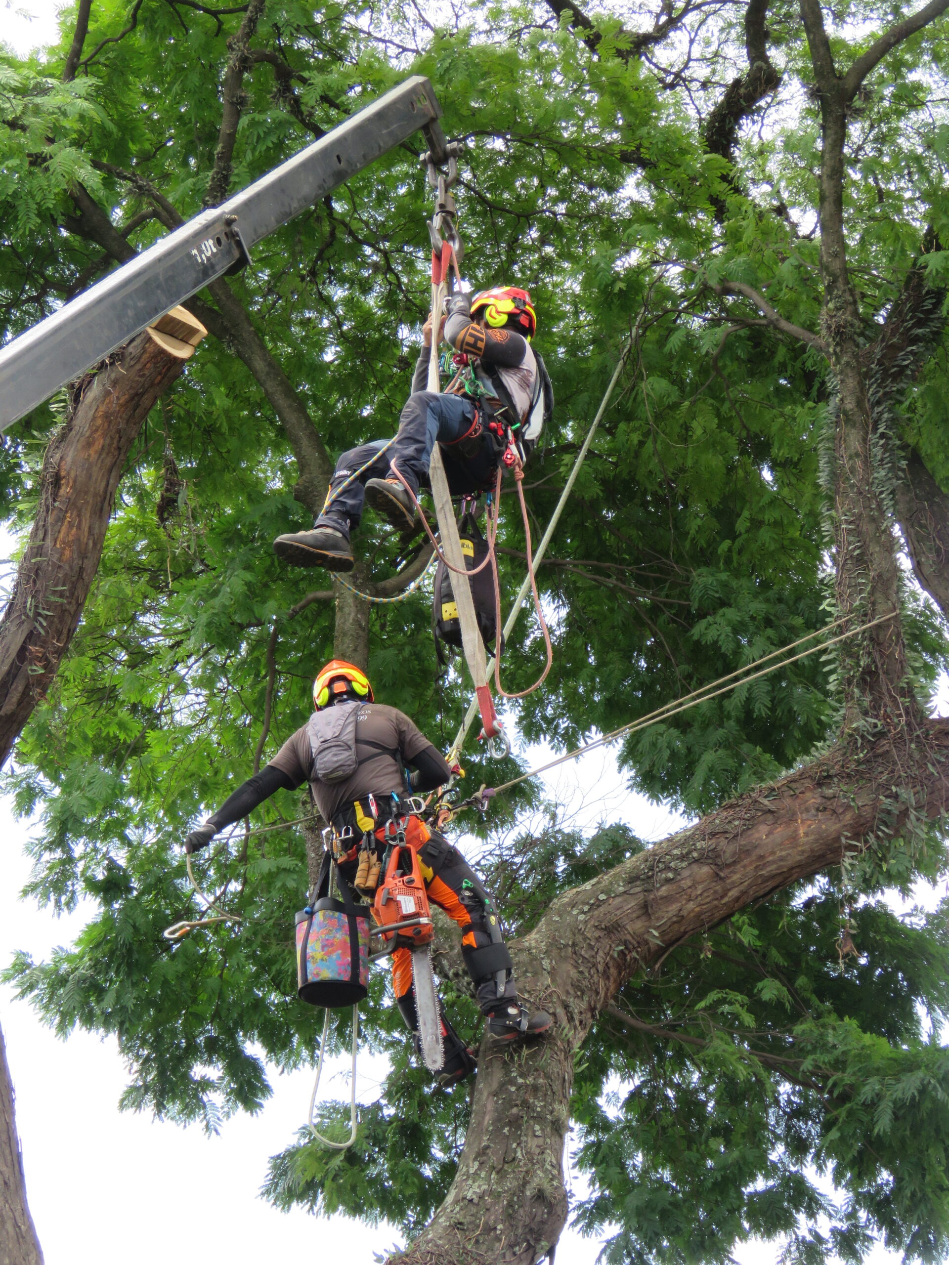 Todo serviço de arboricultura carrega um fator comum e inegociável: o risco. Especialmente nas zonas urbanas, onde o convívio entre homem, natureza e infraestrutura exige atenção redobrada, a segurança em serviços de arboricultura torna-se um dos pilares fundamentais para qualquer operação responsável.