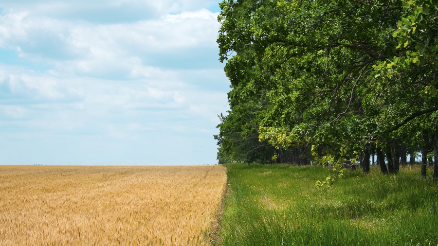Inventário florestal: o que é e por que ele é essencial O inventário florestal é um levantamento técnico que reúne informações quantitativas e qualitativas sobre a vegetação de uma área florestal.