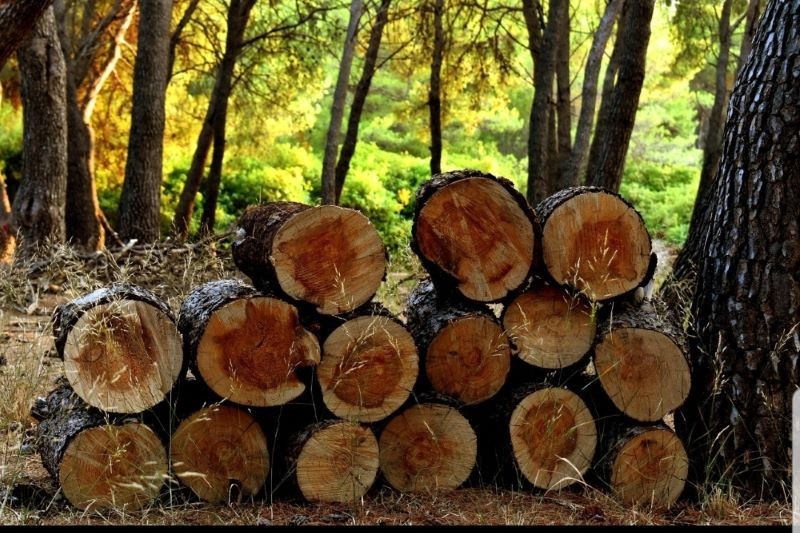 Licença para Poda e Remoção de Árvores: Como Solicitar em São Paulo Saiba como requerer a Licença para Poda e Remoção de Árvores na cidade de São Paulo com a Prog Ambiental.