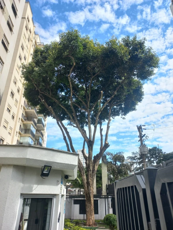 Quedas de Árvores em Condomínios: Como Evitar Prejuízos Em tempos de ventos e chuvas fortes, saiba como evitar as Quedas de Árvores em Condomínios e áreas residenciais.