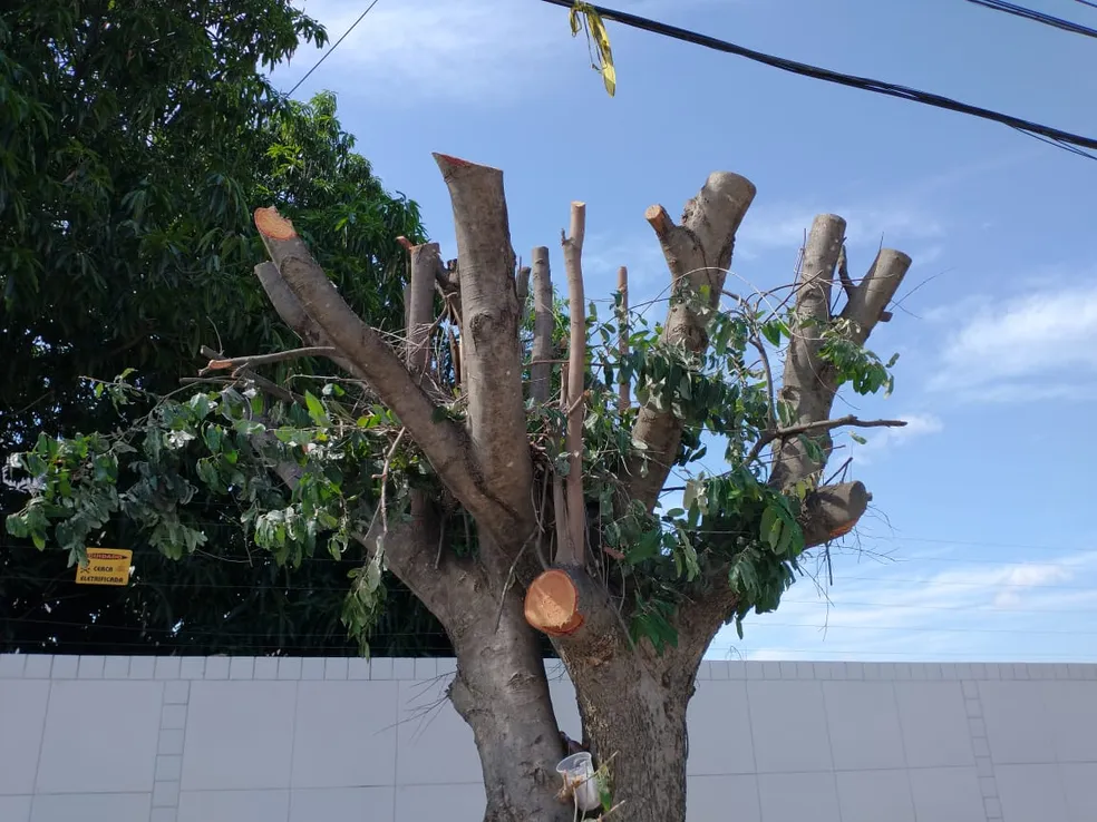 Poda de Árvores Urbanas: Quando é Permitido e Quem Deve Fazer? A poda de árvores urbanas não pode ser tratada como uma simples tarefa de jardinagem. Trata-se de um procedimento técnico, regulamentado urbano.