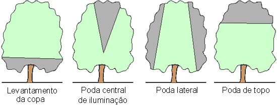 Imagine a paisagem urbana de São Paulo: árvores imponentes, mas por vezes, seus galhos invadem calçadas, tocam fios elétricos ou bloqueiam a iluminação. É nesse cenário que a elevação de copa surge como uma solução essencial para a convivência harmoniosa entre a natureza e a infraestrutura da cidade.