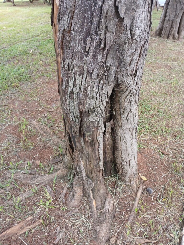 Identificar o risco de queda de uma árvore é uma medida essencial para evitar acidentes graves, prejuízos materiais e até riscos à vida em áreas urbanas. Muitas vezes, os sinais estão diante dos olhos, mas passam despercebidos por leigos que não têm familiaridade com o tema. No entanto, compreender os principais indícios pode ajudar a agir de forma preventiva e chamar um especialista antes que a situação se agrave.