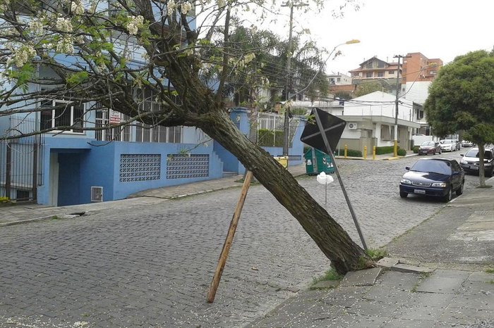 Como identificar o risco de queda de uma árvore Identificar o risco de queda de uma árvore é uma medida essencial para evitar acidentes graves, prejuízos materiais e até riscos à vida em áreas urbanas.