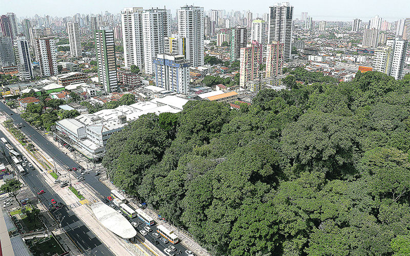 A poda de árvores em áreas urbanas é um tema que, muitas vezes, gera dúvidas e opiniões divergentes. Há quem acredite que se trata apenas de uma questão estética, enquanto outros entendem seu papel fundamental para a segurança e a saúde vegetal. A verdade é que, quando realizada corretamente, a poda é uma prática indispensável para equilibrar a convivência entre o verde e a vida nas cidades.