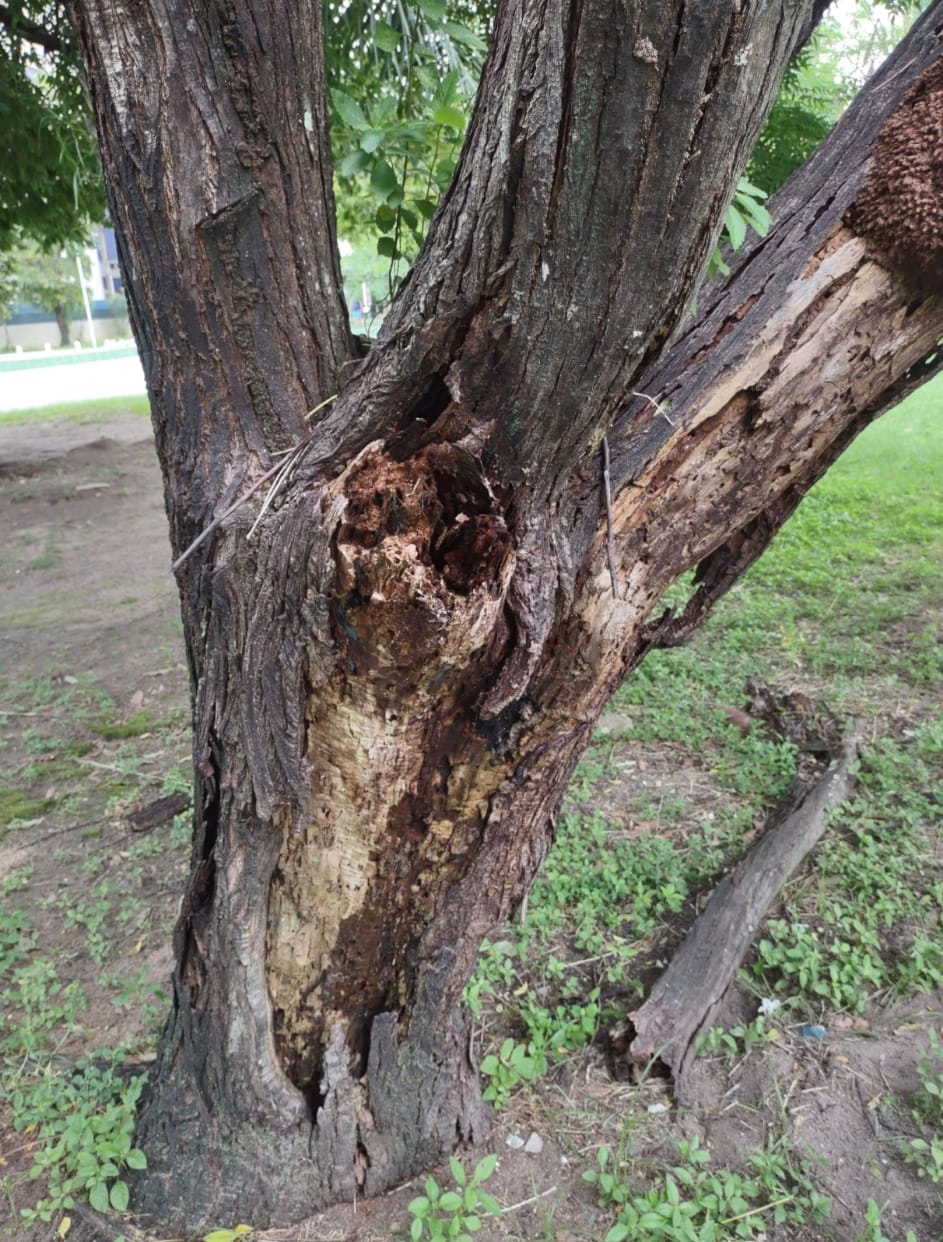 Embora seja possível perceber sinais de risco de queda de uma árvore a olho nu, apenas uma avaliação profissional garante segurança. Arboristas e engenheiros agrônomos utilizam protocolos internacionais e ferramentas específicas, como o diagnóstico fitossanitário, para verificar a saúde interna e estrutural da árvore.
