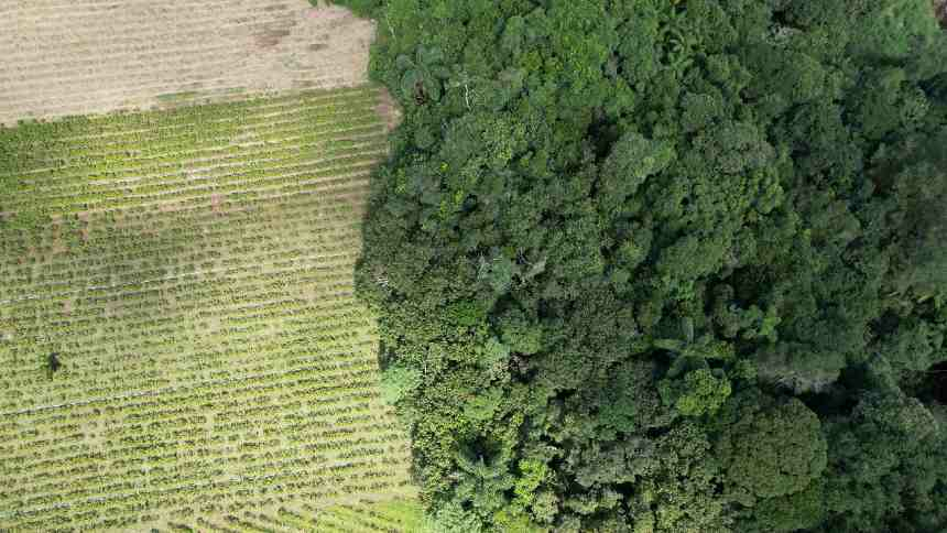 codigo-florestal-para-pequenos-produtores-o-guia-completo-1 O novo Código Florestal continua exigindo regularização ambiental, mas traz flexibilizações importantes para pequenos proprietários rurais, como regras diferenciadas para a recomposição de áreas e adesão facilitada ao Programa de Regularização Ambiental (PRA).
