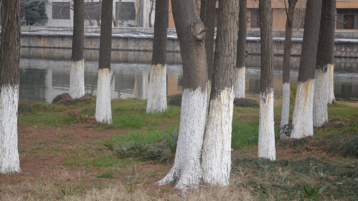 A calagem em árvores é uma daquelas práticas que despertam curiosidade em qualquer pessoa que caminha por ruas arborizadas no Brasil. Afinal, por que tantos troncos estão pintados de branco? Seria apenas uma questão estética ou existe um motivo técnico por trás disso?