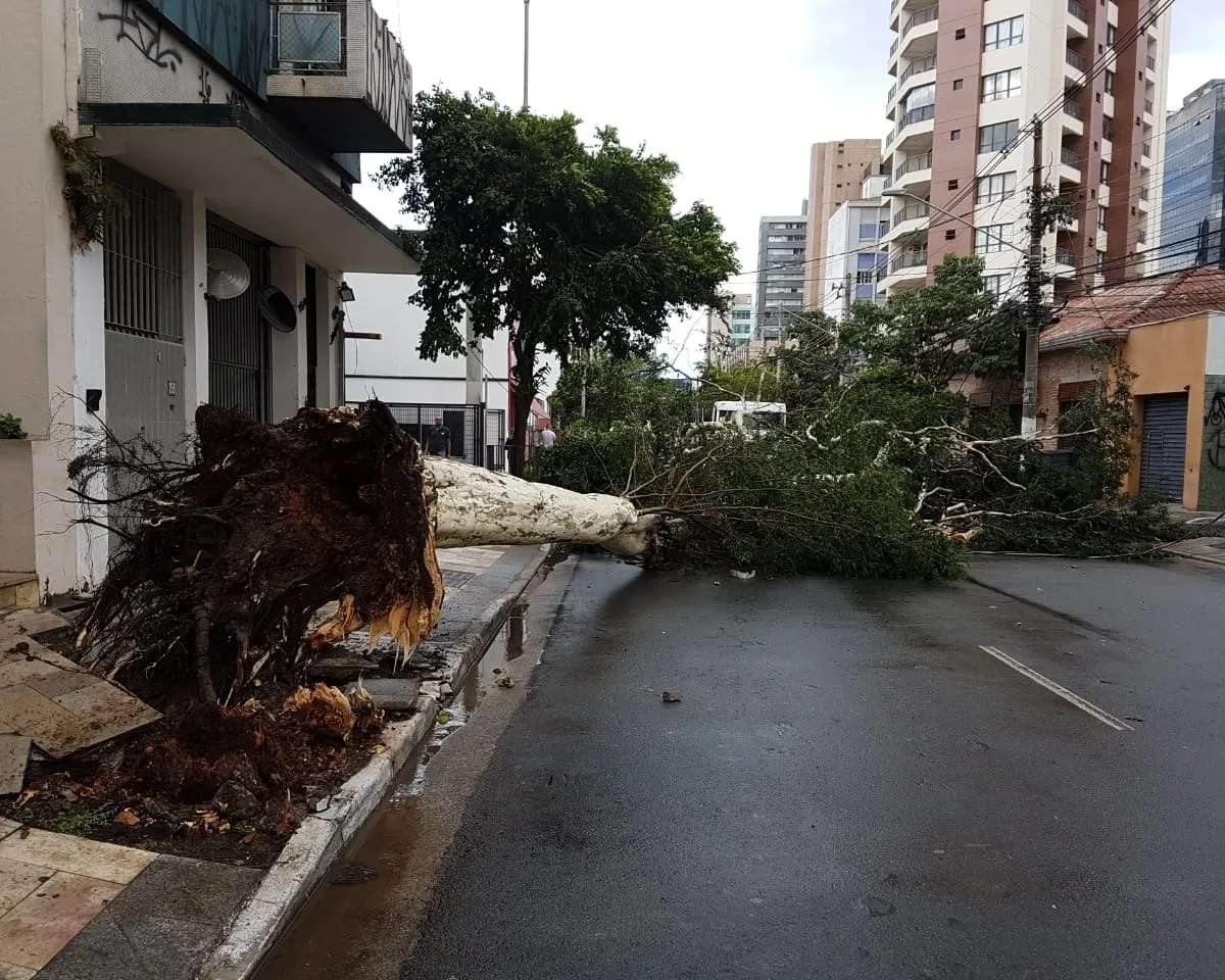 Muitas quedas de árvores em São Paulo e ABCD poderiam ter sido evitadas com uma avaliação de risco preventiva. A urbanização desordenada, que muitas vezes não respeita o espaço necessário para o desenvolvimento radicular de espécies grandes, agrava o problema.