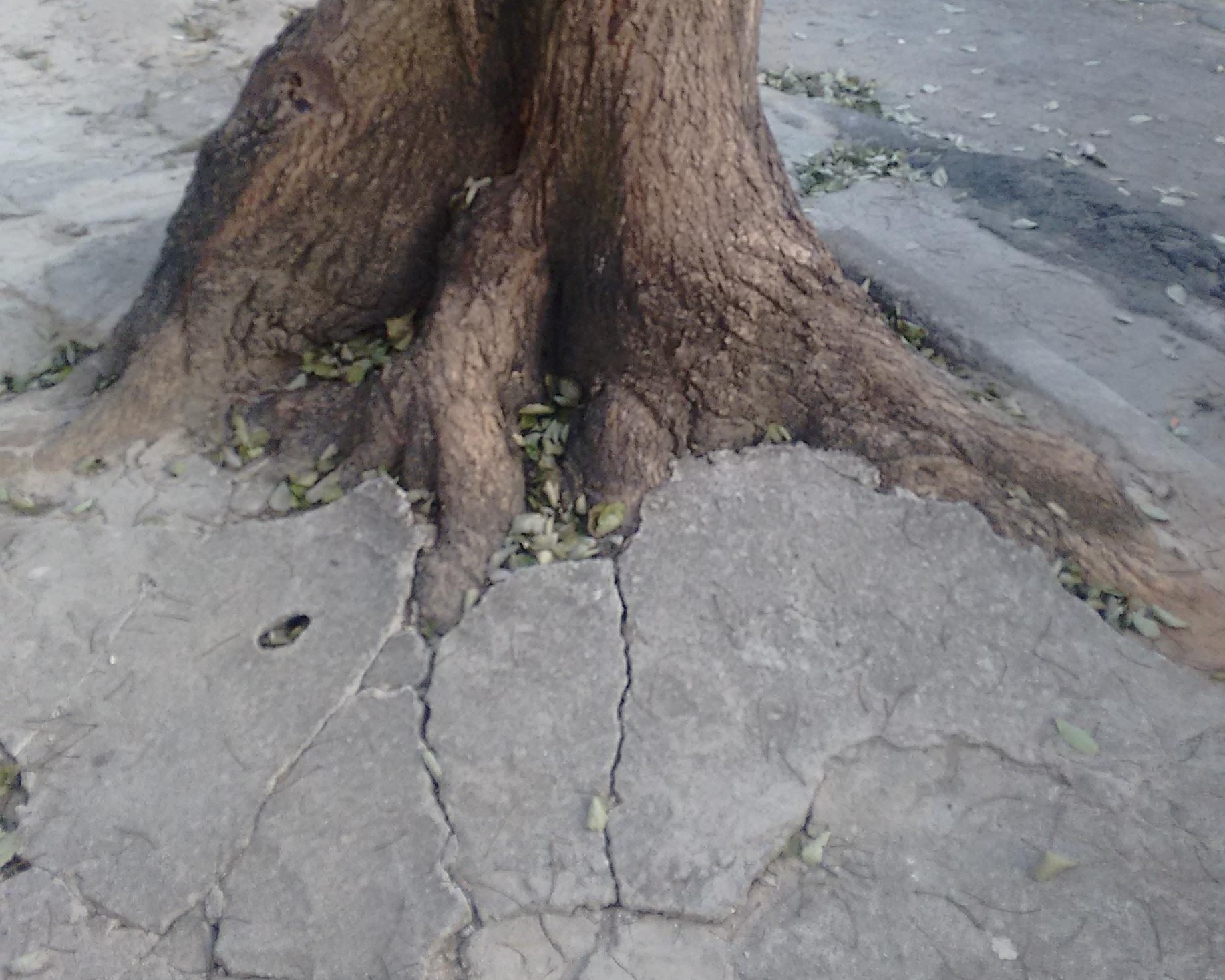 A nova lei exige habilitação técnica. Contratar o "jardineiro do bairro" para uma supressão de risco é um erro grave. Além do risco de acidentes fatais — queda sobre muros, carros, fiação elétrica ou pessoas —, você perde o respaldo jurídico da Lei 15.299/2025.