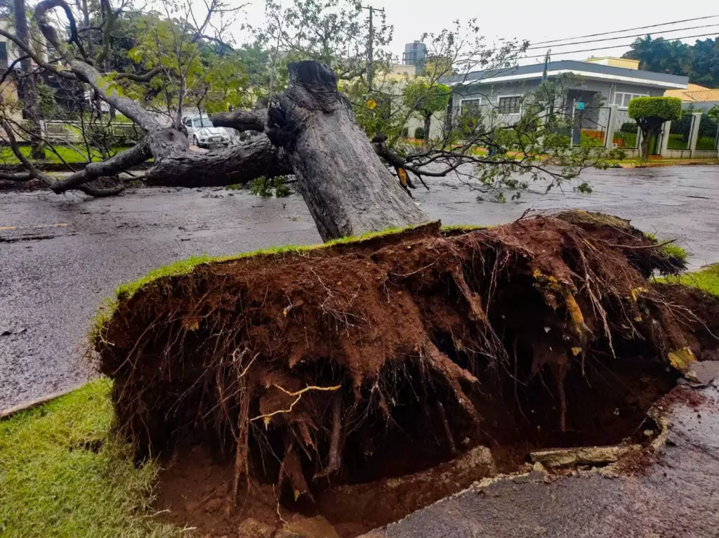 Como executar a Lei 15.299/2025 sem infringir normas? Remover uma árvore com risco de queda agora pode ser mais ágil com Lei 15.299/2025. Saiba o que mudou e como recorrer à lei sem afligi-la.
