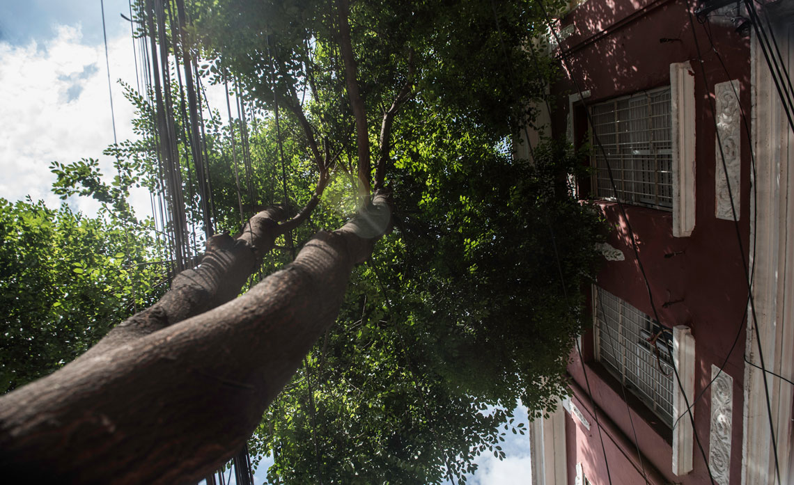 Ao contratar uma empresa de poda e remoção de árvores especializada, como a PROG Ambiental, você garante que todo o processo esteja documentado. Se o órgão ambiental questionar a ação futuramente, você terá em mãos o laudo técnico, o protocolo do pedido não respondido e a comprovação de que a execução seguiu as normas técnicas de segurança. Tentar fazer isso por conta própria ou com jardineiros amadores continua sendo um risco legal e físico enorme.