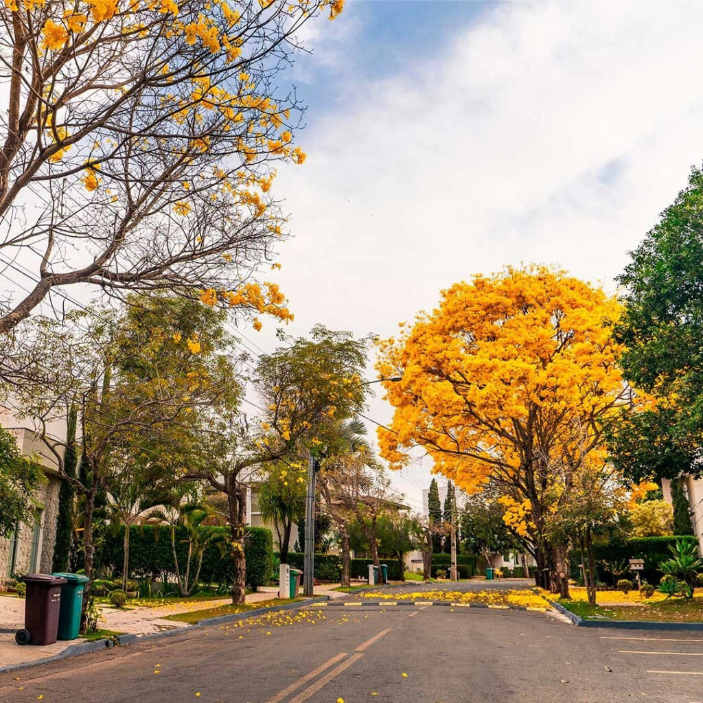 Como escolher espécies seguras para áreas comerciais e condomínios Como escolher espécies de árvores seguras para áreas comerciais e condomínios é uma decisão que impacta diretamente a valorização do patrimônio e a segurança.