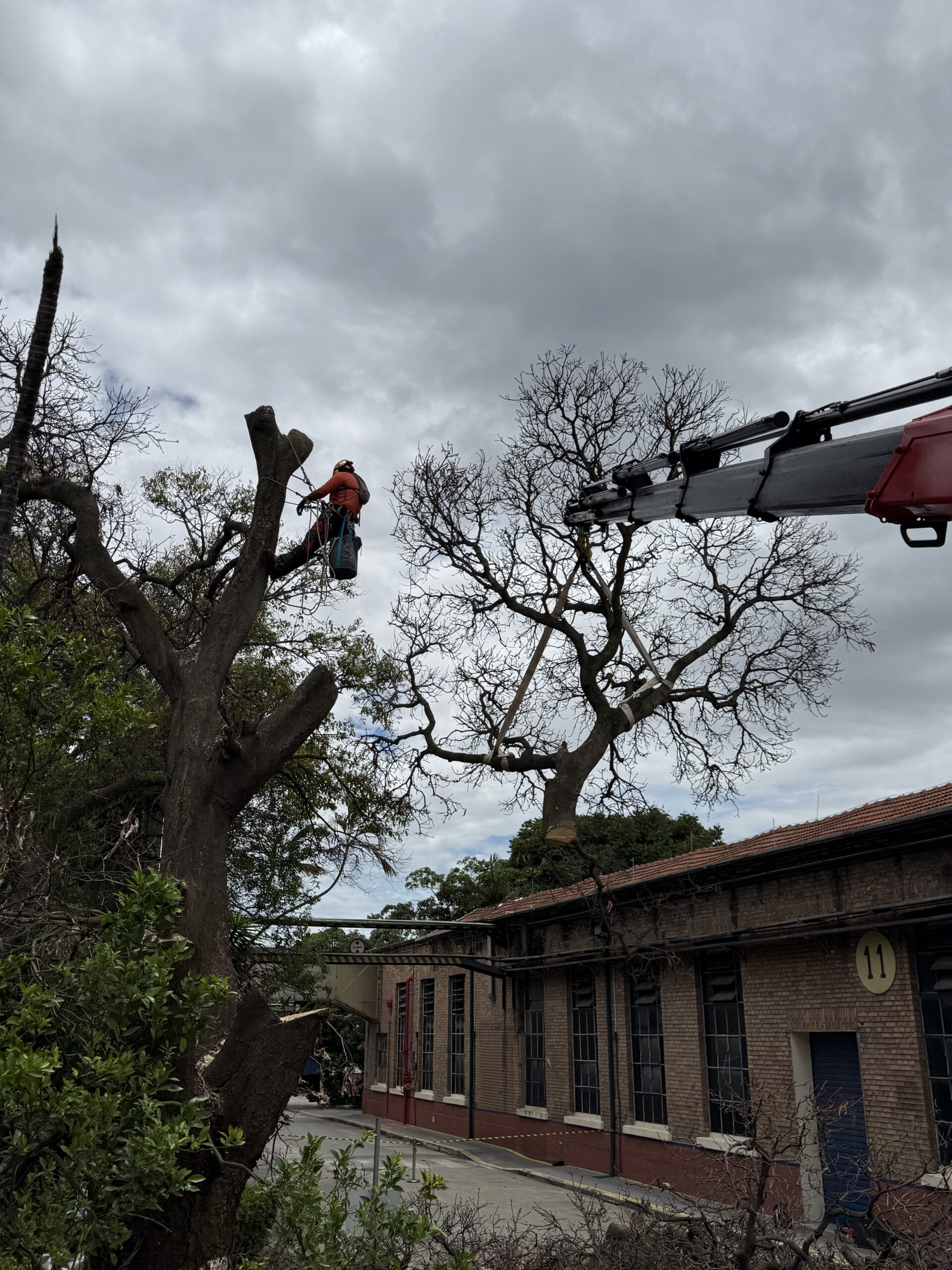 Você já parou para analisar por que a manutenção arbórea preventiva reduz custos em grandes empreendimentos e como essa simples ação pode salvar o orçamento anual da sua empresa? Muitos gestores e síndicos ainda encaram o cuidado com áreas verdes como uma despesa estética, quando, na verdade, trata-se de uma estratégia vital de proteção patrimonial e eficiência financeira.