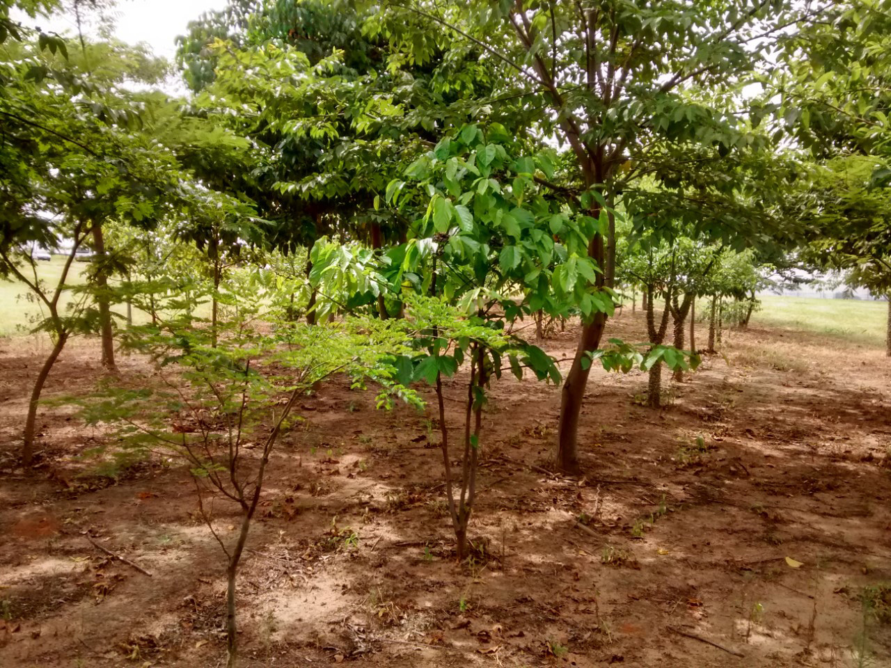 O cálculo da compensação não é fixo. Ele varia conforme o bioma, a raridade da espécie suprimida e a localização. Em São Paulo, é comum que a proporção de plantio seja superior a 1:1. Isso significa que, para cada árvore removida, o proprietário pode ser obrigado a plantar de duas a dez novas mudas de espécies nativas.